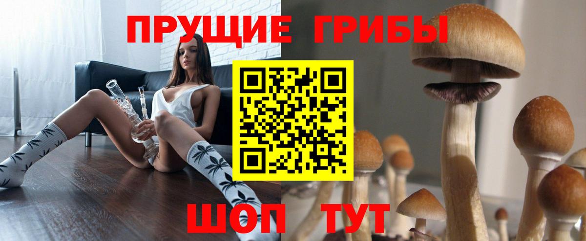 Гатчина  Псилоцибиновые грибы Cubensis  Вход с VPN 